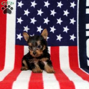 Dilan, Yorkie Puppy
